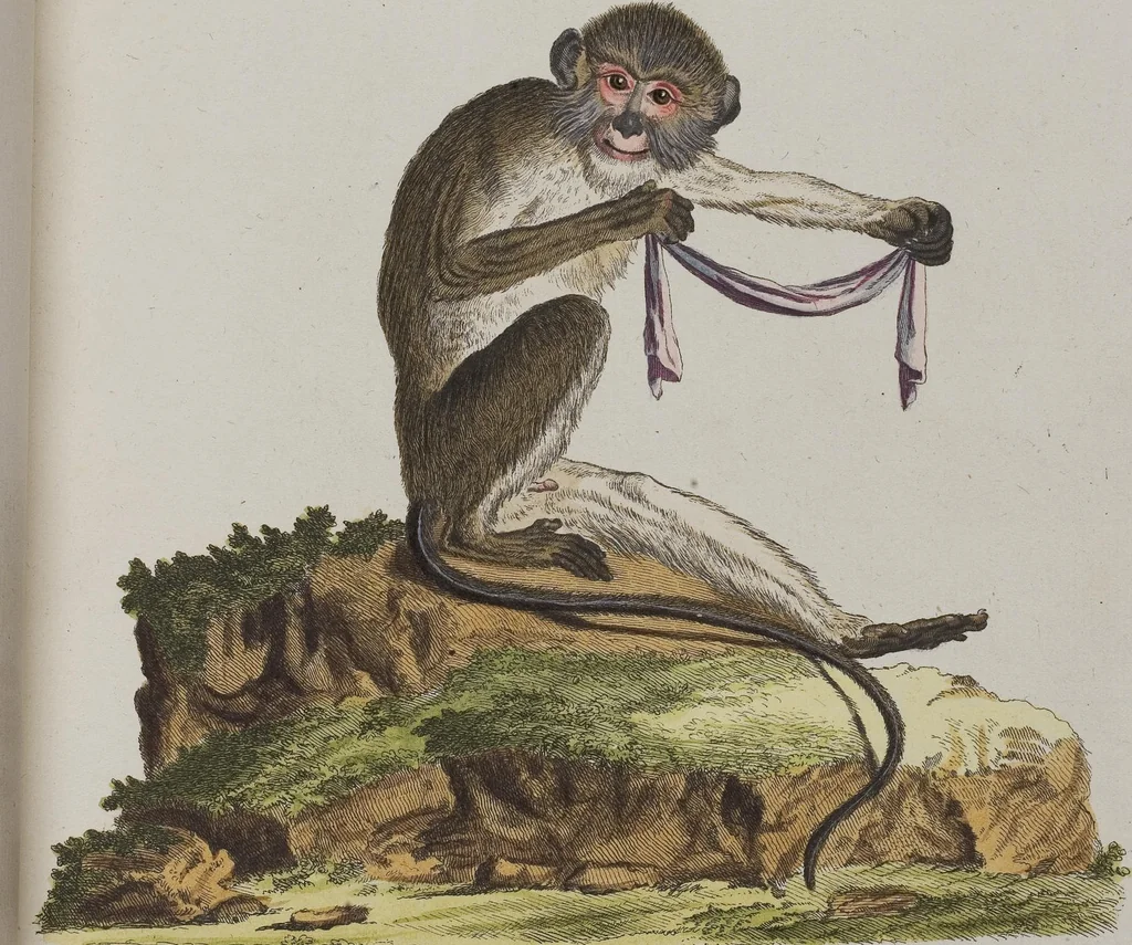 An illustration from (Tafelband 1): Theil 1 - 3 und Supplement 1 u. 2: Taf. I - CLXV, 1775, leaf 50