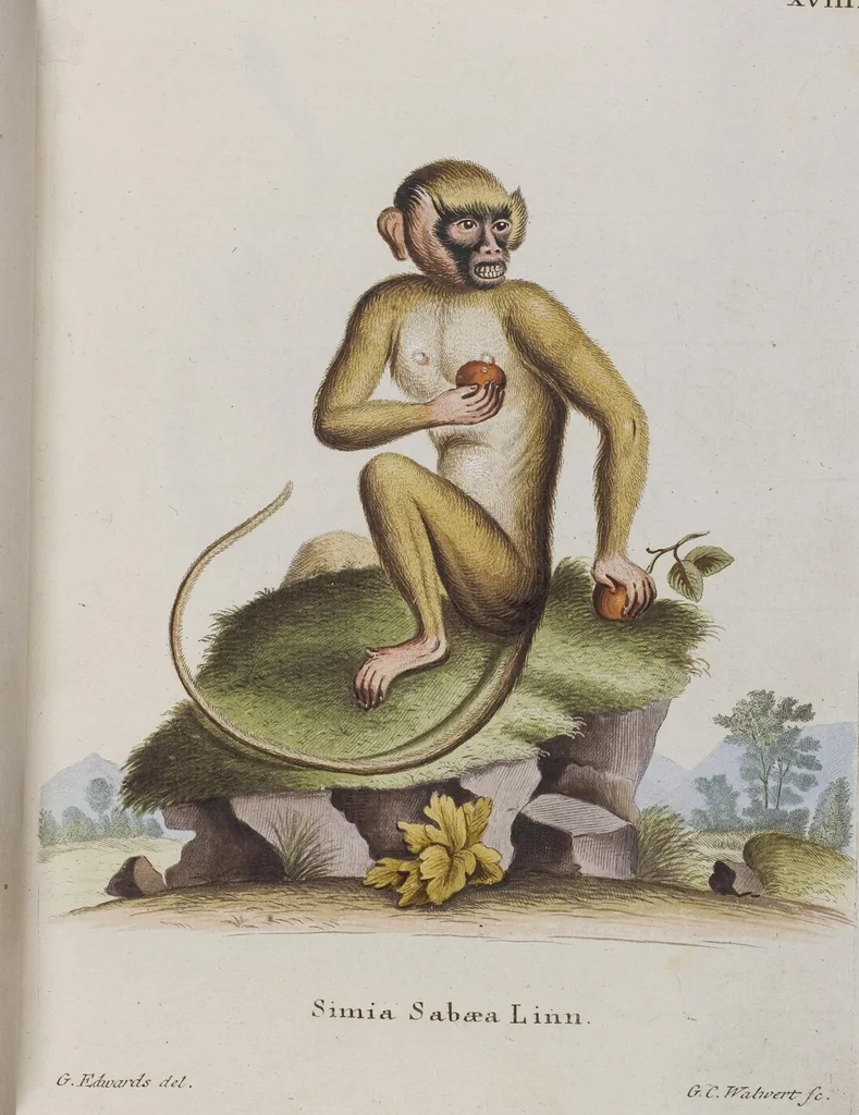 An illustration from (Tafelband 1): Theil 1 - 3 und Supplement 1 u. 2: Taf. I - CLXV, 1775, leaf 51