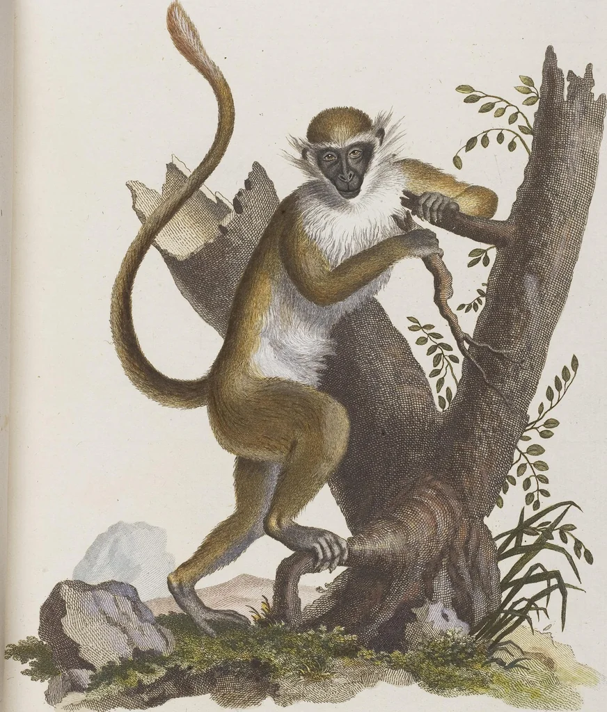 An illustration from (Tafelband 1): Theil 1 - 3 und Supplement 1 u. 2: Taf. I - CLXV, 1775, leaf 52