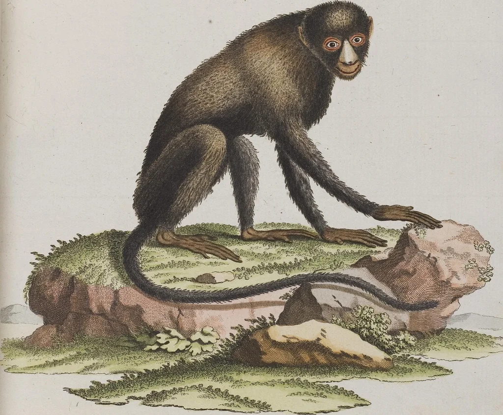 An illustration from (Tafelband 1): Theil 1 - 3 und Supplement 1 u. 2: Taf. I - CLXV, 1775, leaf 54