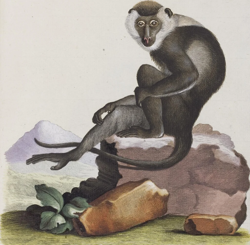 An illustration from (Tafelband 1): Theil 1 - 3 und Supplement 1 u. 2: Taf. I - CLXV, 1775, leaf 58