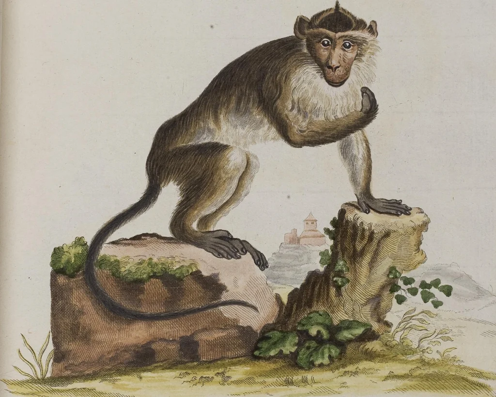 An illustration from (Tafelband 1): Theil 1 - 3 und Supplement 1 u. 2: Taf. I - CLXV, 1775, leaf 59
