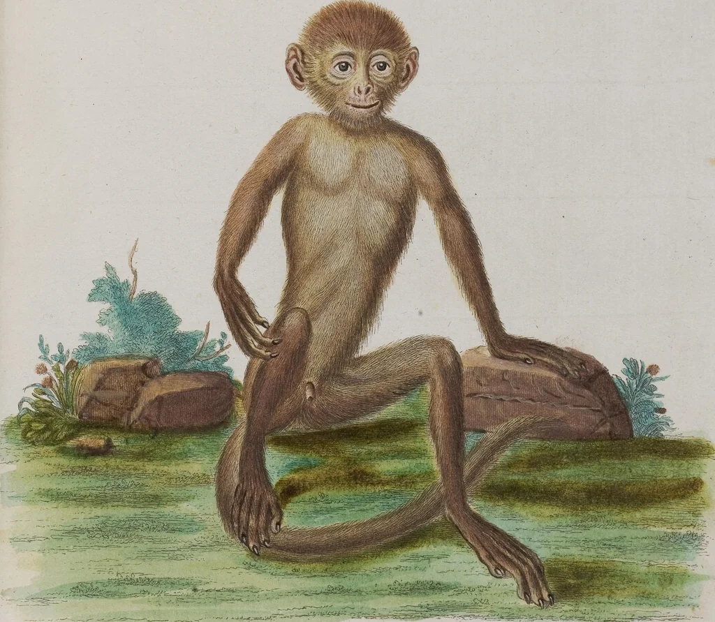 An illustration from (Tafelband 1): Theil 1 - 3 und Supplement 1 u. 2: Taf. I - CLXV, 1775, leaf 60