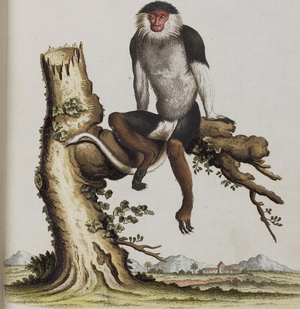 An illustration from (Tafelband 1): Theil 1 - 3 und Supplement 1 u. 2: Taf. I - CLXV, 1775, leaf 64