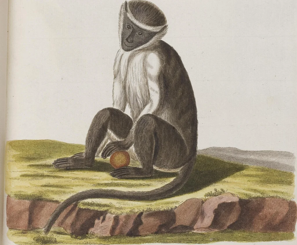 An illustration from (Tafelband 1): Theil 1 - 3 und Supplement 1 u. 2: Taf. I - CLXV, 1775, leaf 66
