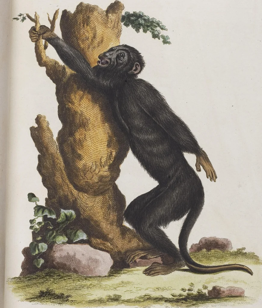 An illustration from (Tafelband 1): Theil 1 - 3 und Supplement 1 u. 2: Taf. I - CLXV, 1775, leaf 67
