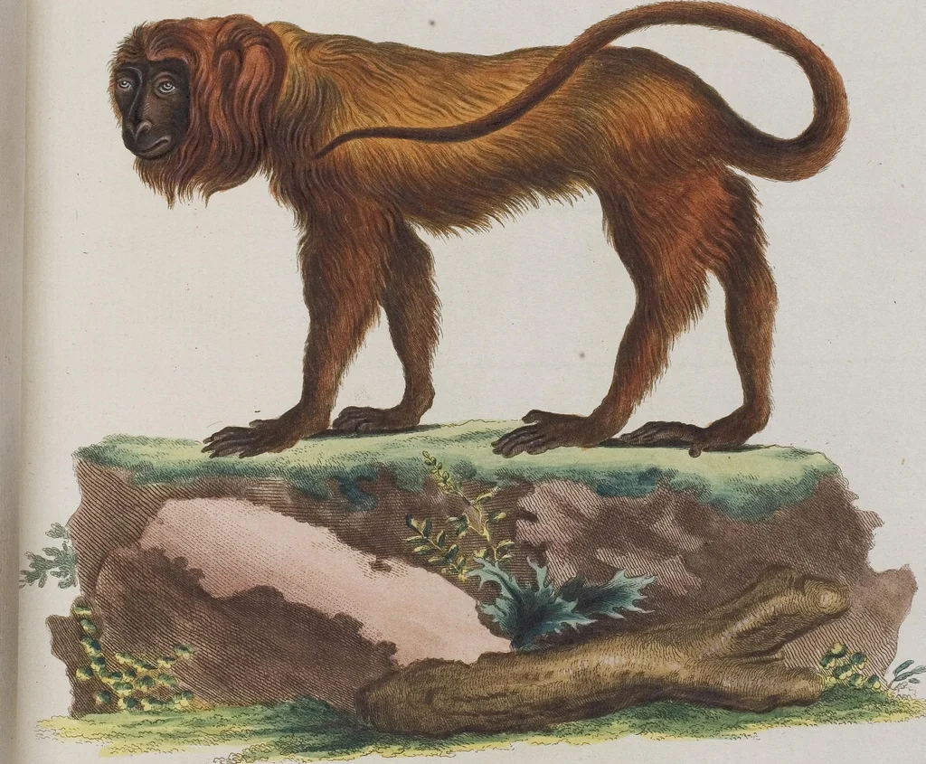 An illustration from (Tafelband 1): Theil 1 - 3 und Supplement 1 u. 2: Taf. I - CLXV, 1775, leaf 68
