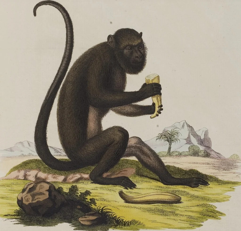 An illustration from (Tafelband 1): Theil 1 - 3 und Supplement 1 u. 2: Taf. I - CLXV, 1775, leaf 70