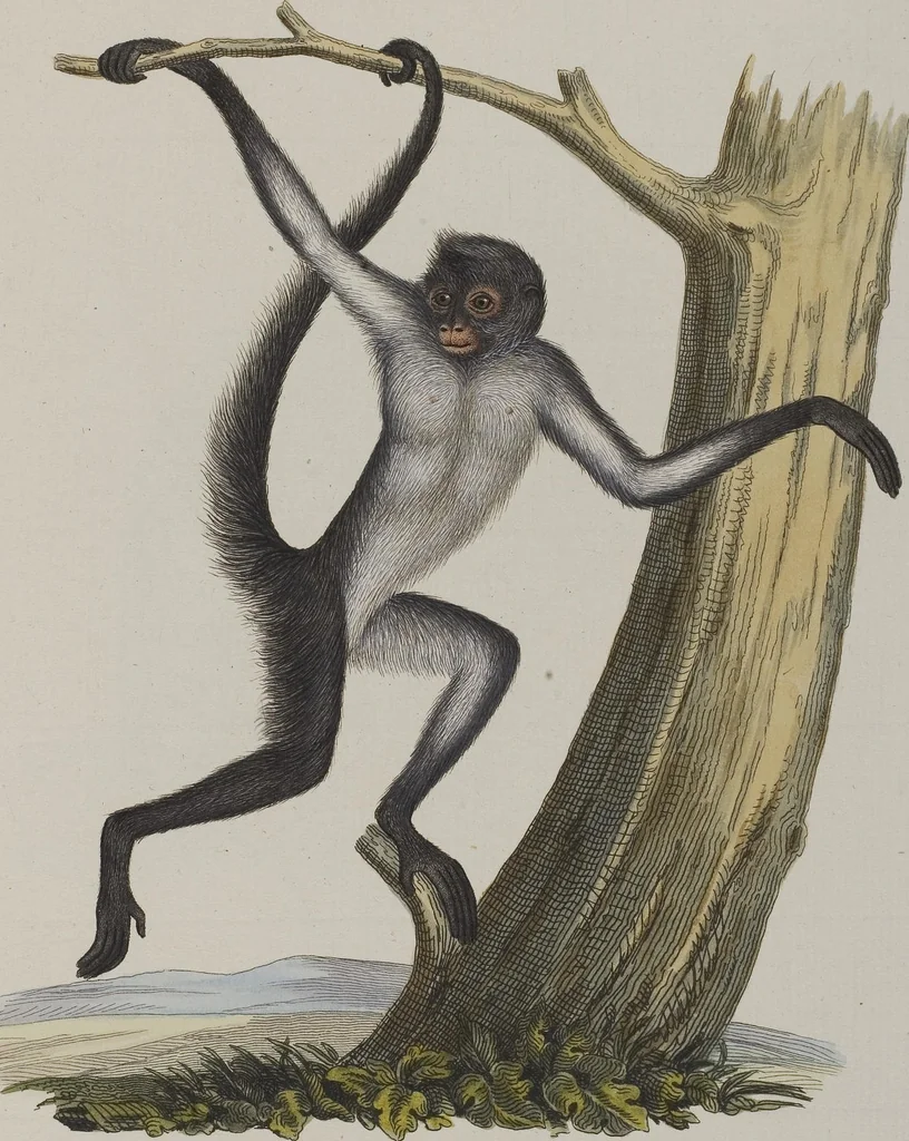 An illustration from (Tafelband 1): Theil 1 - 3 und Supplement 1 u. 2: Taf. I - CLXV, 1775, leaf 73