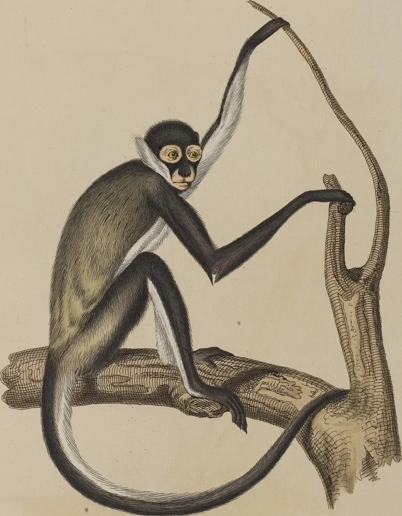 An illustration from (Tafelband 1): Theil 1 - 3 und Supplement 1 u. 2: Taf. I - CLXV, 1775, leaf 74