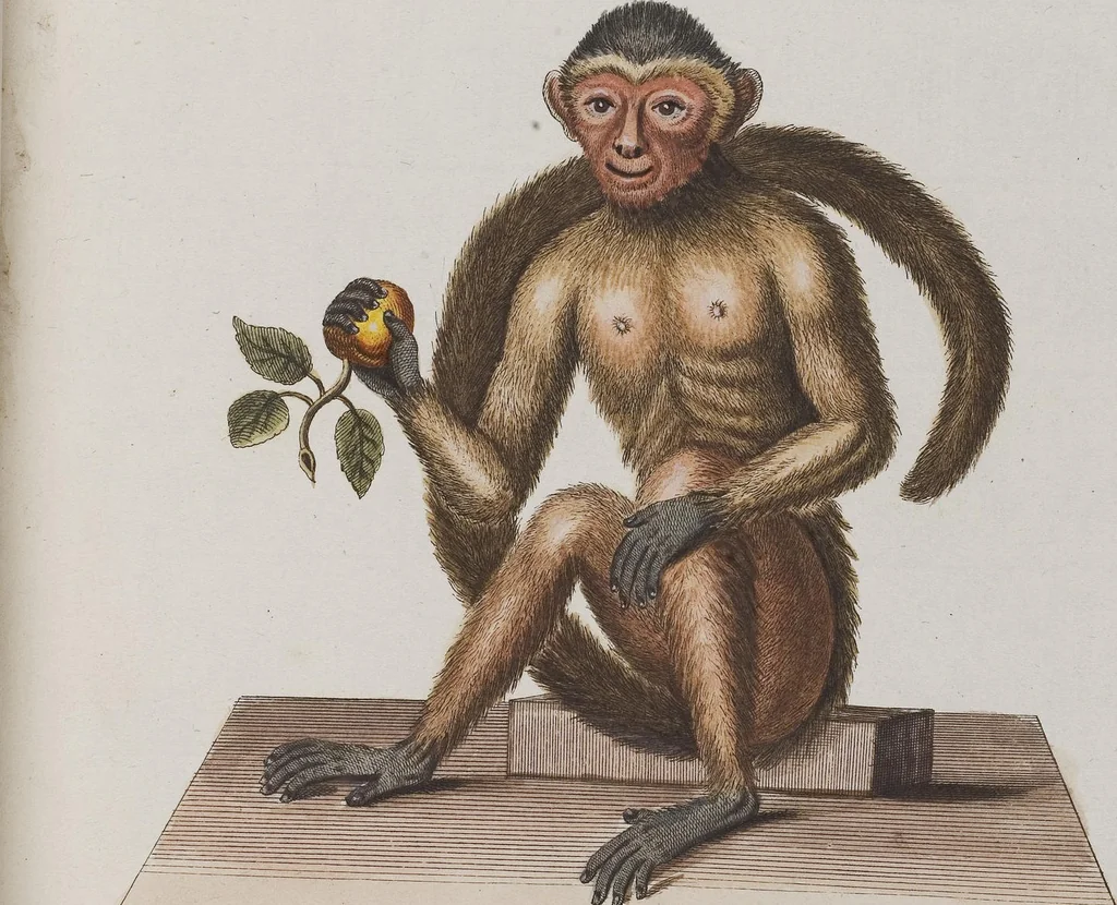 An illustration from (Tafelband 1): Theil 1 - 3 und Supplement 1 u. 2: Taf. I - CLXV, 1775, leaf 79