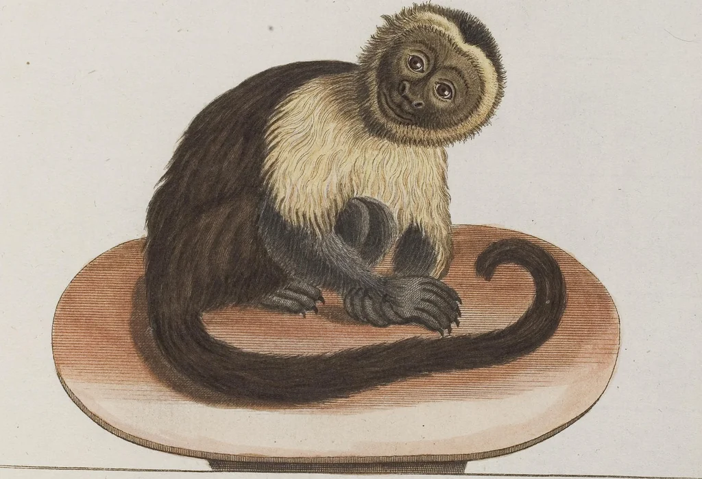 An illustration from (Tafelband 1): Theil 1 - 3 und Supplement 1 u. 2: Taf. I - CLXV, 1775, leaf 82