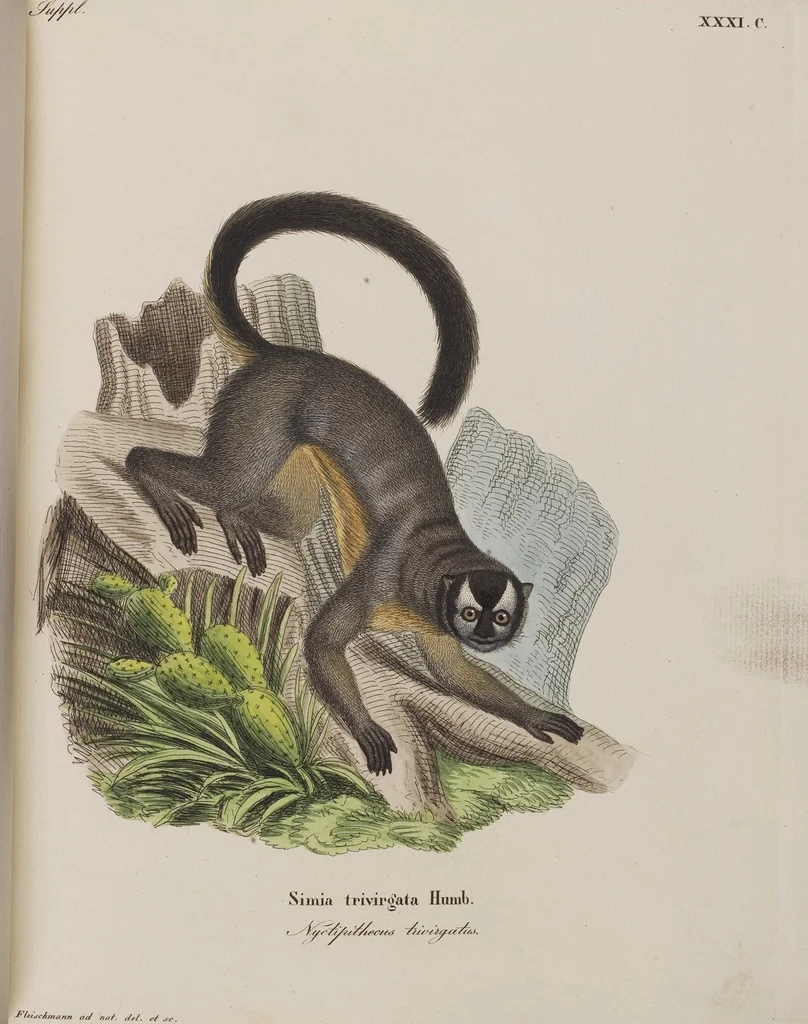 An illustration from (Tafelband 1): Theil 1 - 3 und Supplement 1 u. 2: Taf. I - CLXV, 1775, leaf 87