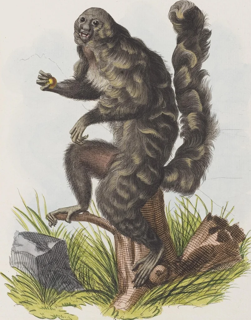 An illustration from (Tafelband 1): Theil 1 - 3 und Supplement 1 u. 2: Taf. I - CLXV, 1775, leaf 89