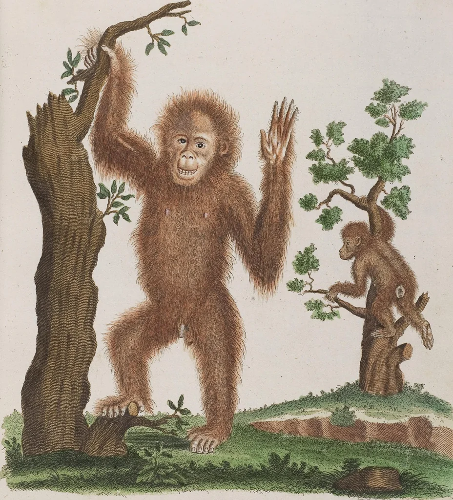 An illustration from (Tafelband 1): Theil 1 - 3 und Supplement 1 u. 2: Taf. I - CLXV, 1775, leaf 9