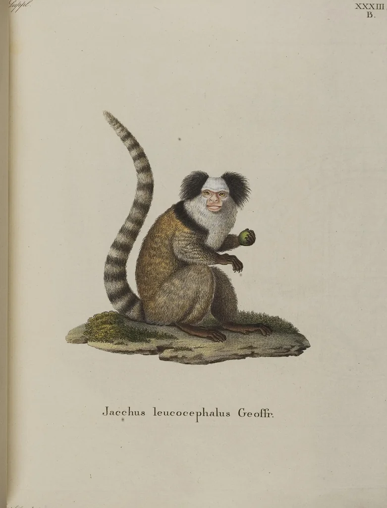An illustration from (Tafelband 1): Theil 1 - 3 und Supplement 1 u. 2: Taf. I - CLXV, 1775, leaf 93
