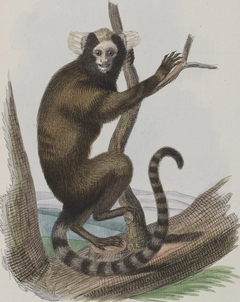 An illustration from (Tafelband 1): Theil 1 - 3 und Supplement 1 u. 2: Taf. I - CLXV, 1775, leaf 94