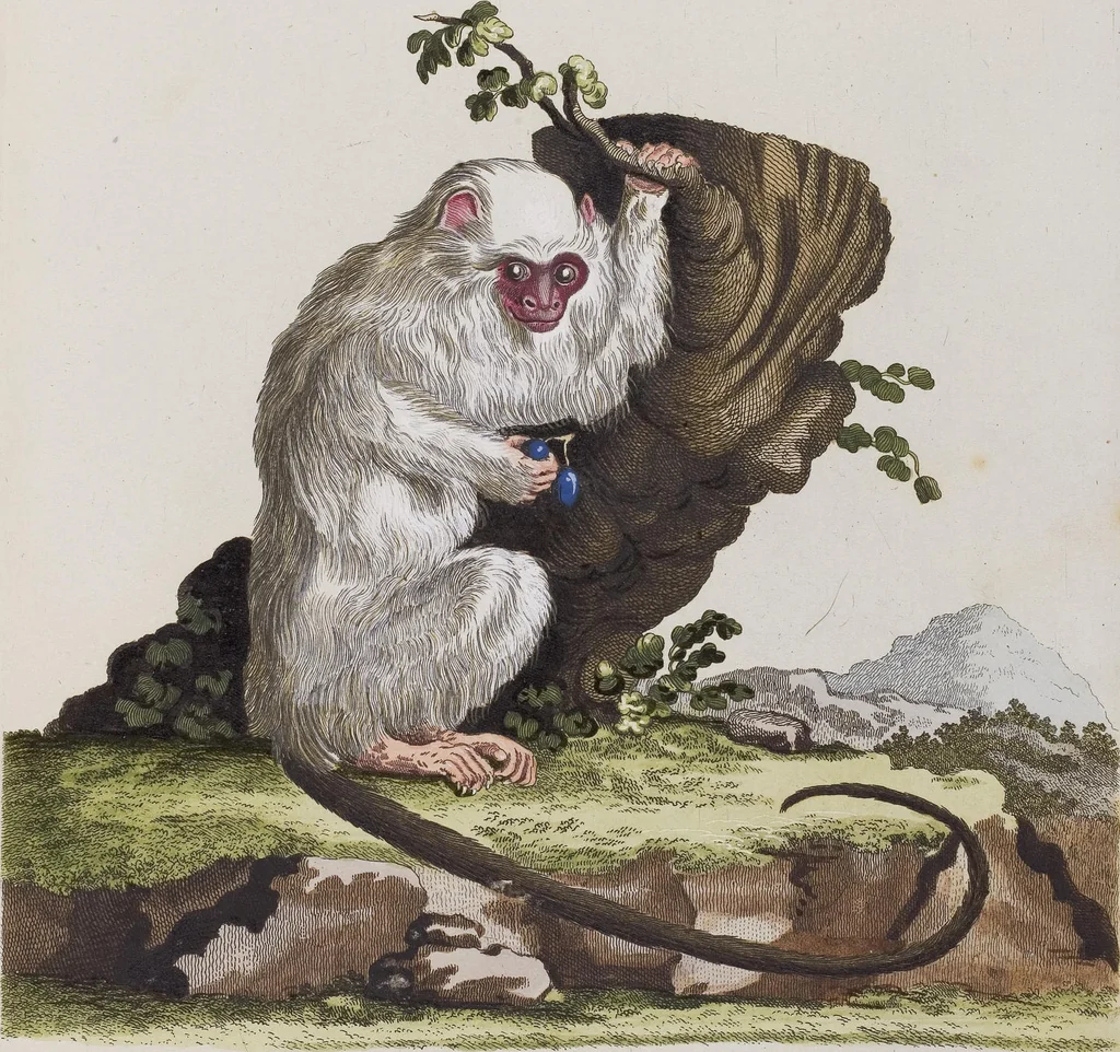 An illustration from (Tafelband 1): Theil 1 - 3 und Supplement 1 u. 2: Taf. I - CLXV, 1775, leaf 98
