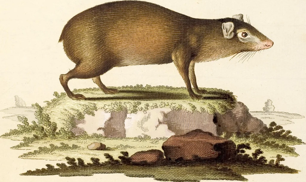 An illustration from (Tafelband 2): Theil 4 - 7 und Supplement 3 u. 4: Taf. CLXVI - CCCLXXXIV, 1792, leaf 10