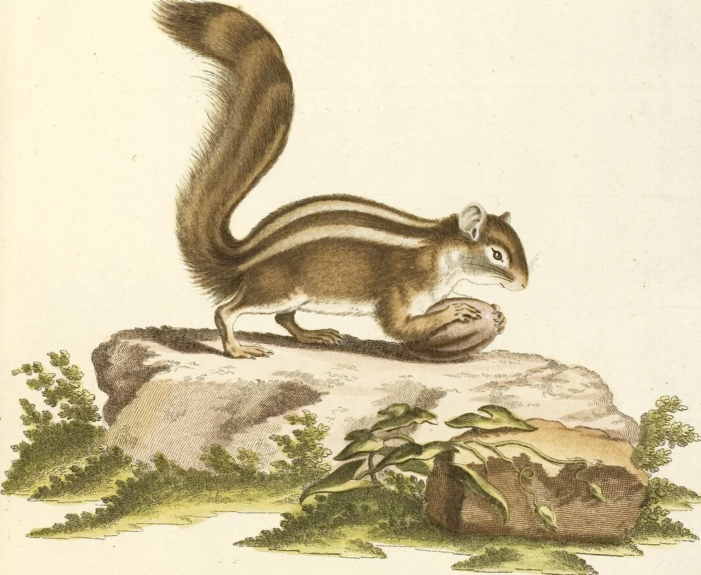 An illustration from (Tafelband 2): Theil 4 - 7 und Supplement 3 u. 4: Taf. CLXVI - CCCLXXXIV, 1792, leaf 101