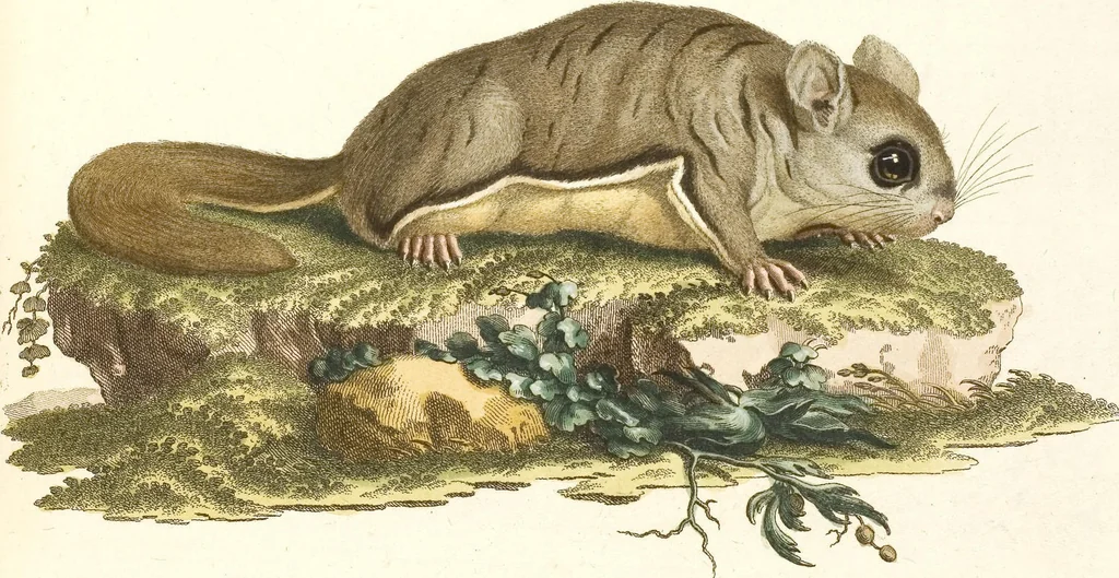 An illustration from (Tafelband 2): Theil 4 - 7 und Supplement 3 u. 4: Taf. CLXVI - CCCLXXXIV, 1792, leaf 102