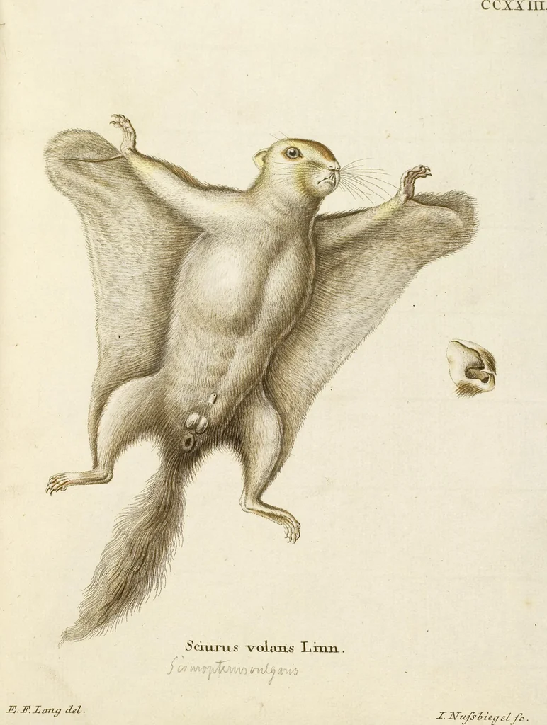 An illustration from (Tafelband 2): Theil 4 - 7 und Supplement 3 u. 4: Taf. CLXVI - CCCLXXXIV, 1792, leaf 104