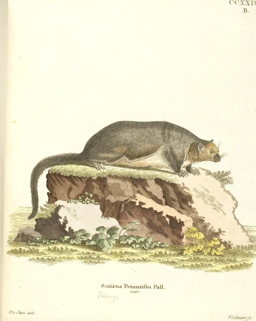 An illustration from (Tafelband 2): Theil 4 - 7 und Supplement 3 u. 4: Taf. CLXVI - CCCLXXXIV, 1792, leaf 106