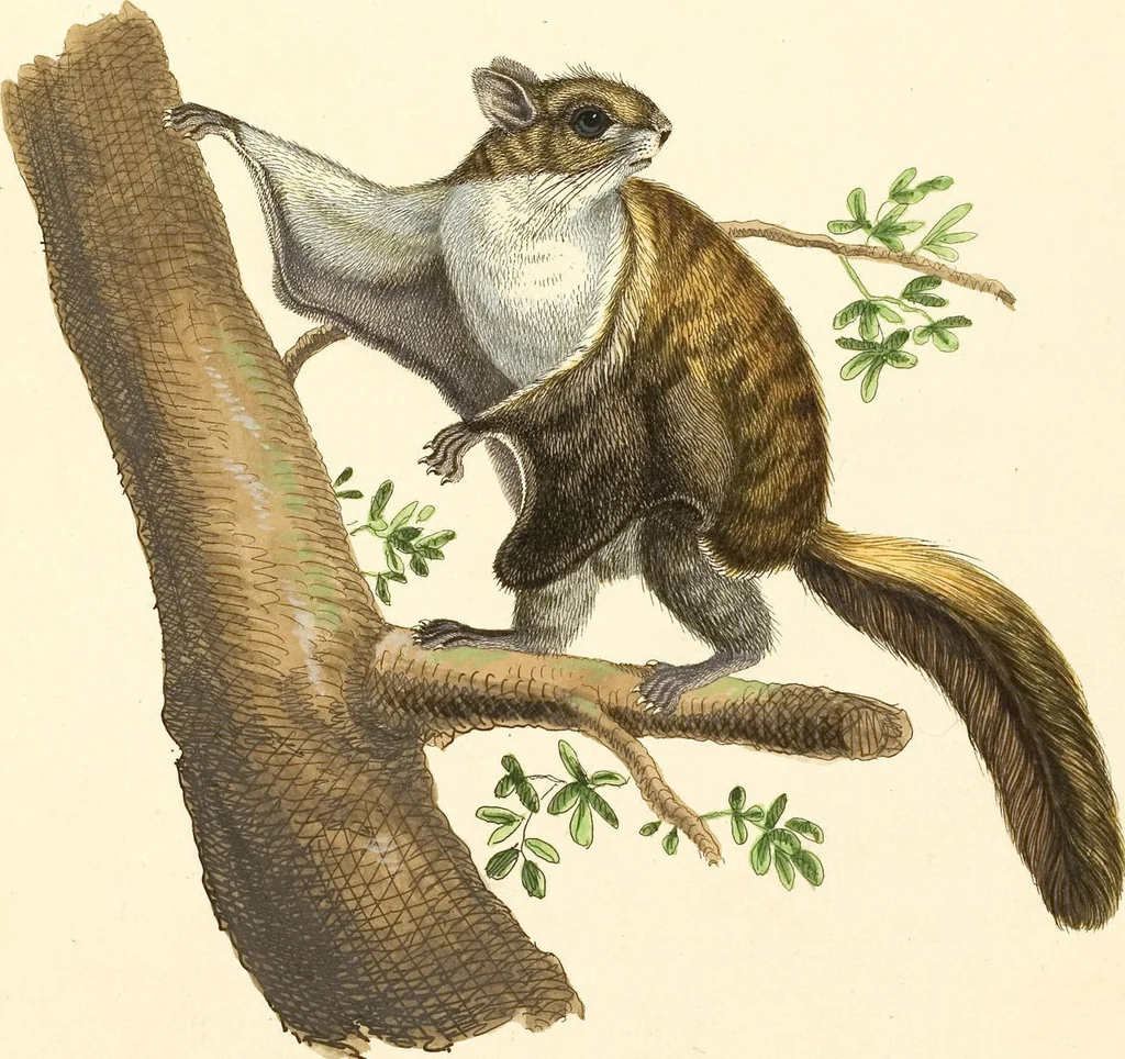An illustration from (Tafelband 2): Theil 4 - 7 und Supplement 3 u. 4: Taf. CLXVI - CCCLXXXIV, 1792, leaf 108