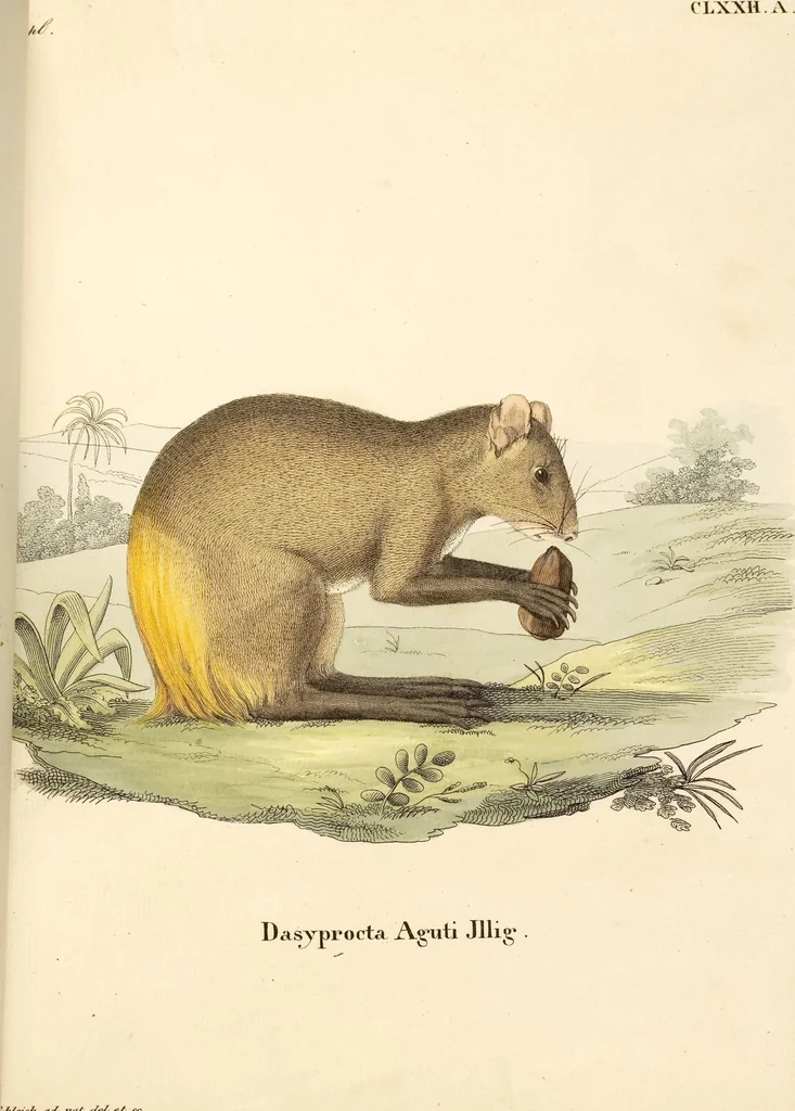 An illustration from (Tafelband 2): Theil 4 - 7 und Supplement 3 u. 4: Taf. CLXVI - CCCLXXXIV, 1792, leaf 11
