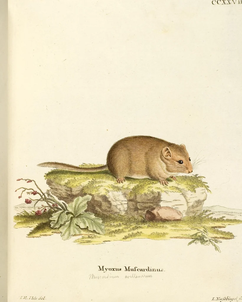 An illustration from (Tafelband 2): Theil 4 - 7 und Supplement 3 u. 4: Taf. CLXVI - CCCLXXXIV, 1792, leaf 112