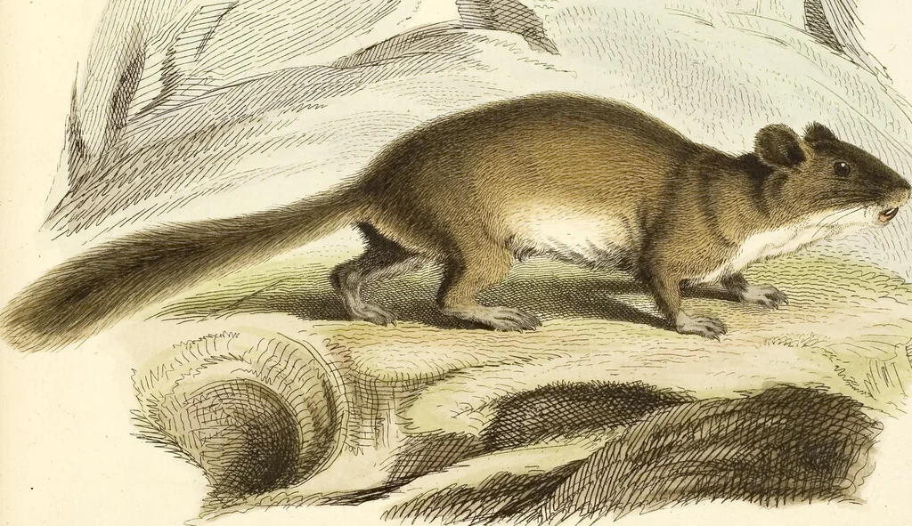 An illustration from (Tafelband 2): Theil 4 - 7 und Supplement 3 u. 4: Taf. CLXVI - CCCLXXXIV, 1792, leaf 113