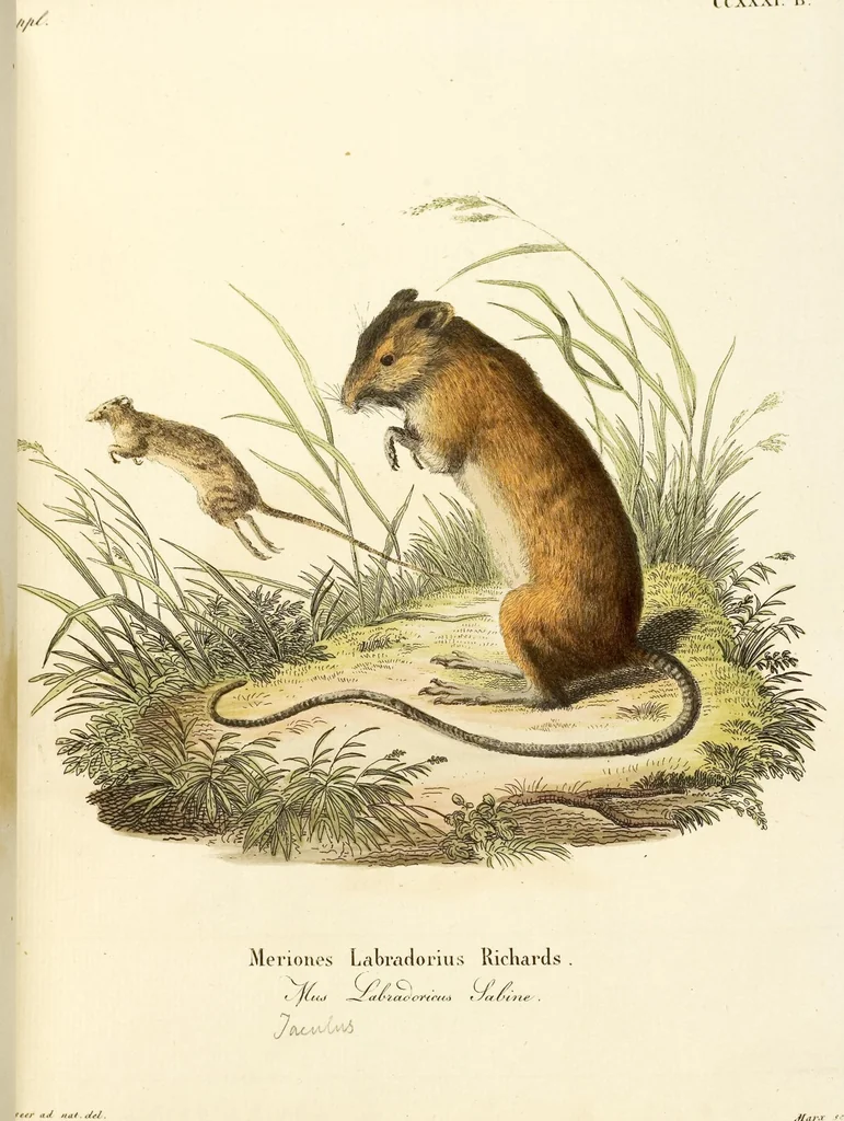 An illustration from (Tafelband 2): Theil 4 - 7 und Supplement 3 u. 4: Taf. CLXVI - CCCLXXXIV, 1792, leaf 118