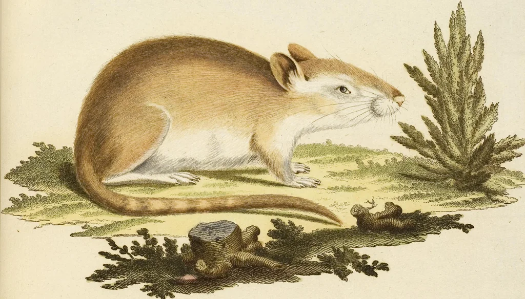 An illustration from (Tafelband 2): Theil 4 - 7 und Supplement 3 u. 4: Taf. CLXVI - CCCLXXXIV, 1792, leaf 119