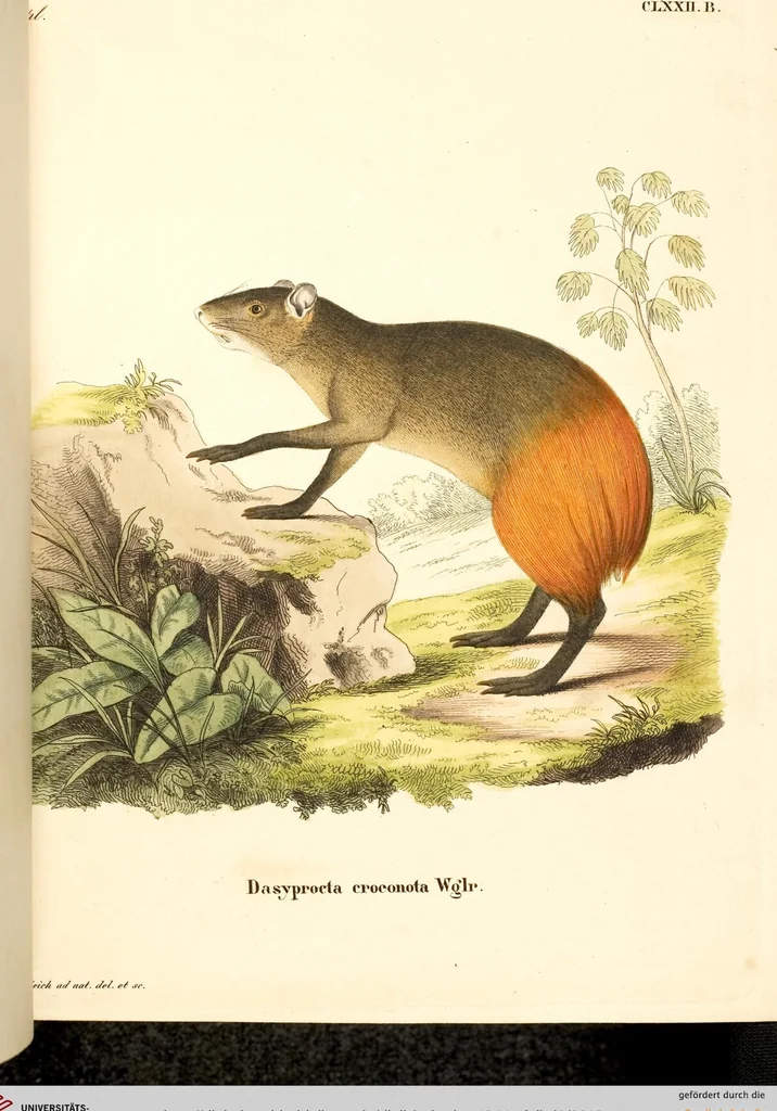 An illustration from (Tafelband 2): Theil 4 - 7 und Supplement 3 u. 4: Taf. CLXVI - CCCLXXXIV, 1792, leaf 12