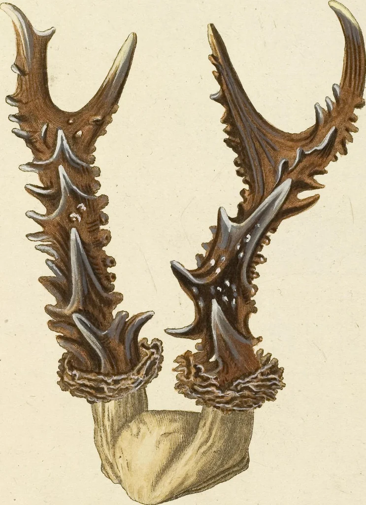An illustration from (Tafelband 2): Theil 4 - 7 und Supplement 3 u. 4: Taf. CLXVI - CCCLXXXIV, 1792, leaf 122