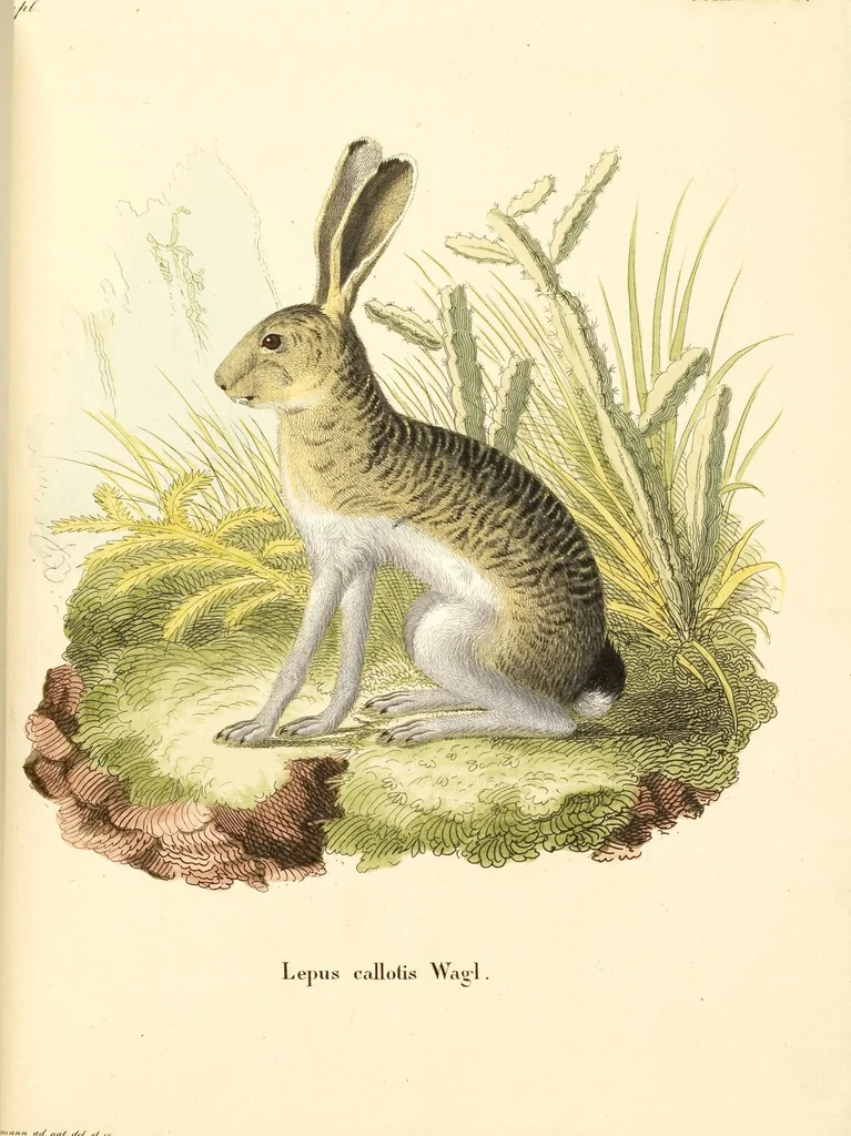 An illustration from (Tafelband 2): Theil 4 - 7 und Supplement 3 u. 4: Taf. CLXVI - CCCLXXXIV, 1792, leaf 125