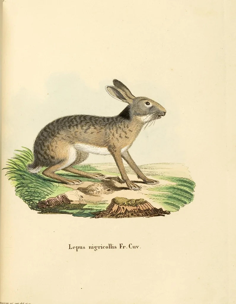 An illustration from (Tafelband 2): Theil 4 - 7 und Supplement 3 u. 4: Taf. CLXVI - CCCLXXXIV, 1792, leaf 126