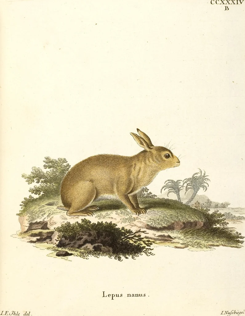 An illustration from (Tafelband 2): Theil 4 - 7 und Supplement 3 u. 4: Taf. CLXVI - CCCLXXXIV, 1792, leaf 129