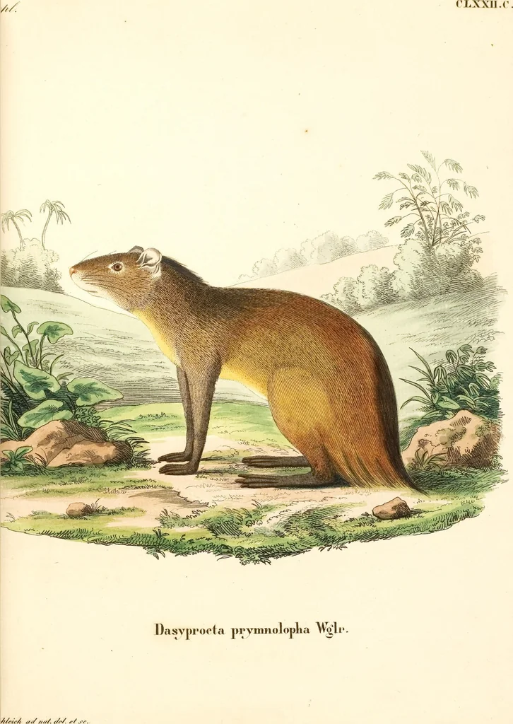 An illustration from (Tafelband 2): Theil 4 - 7 und Supplement 3 u. 4: Taf. CLXVI - CCCLXXXIV, 1792, leaf 13