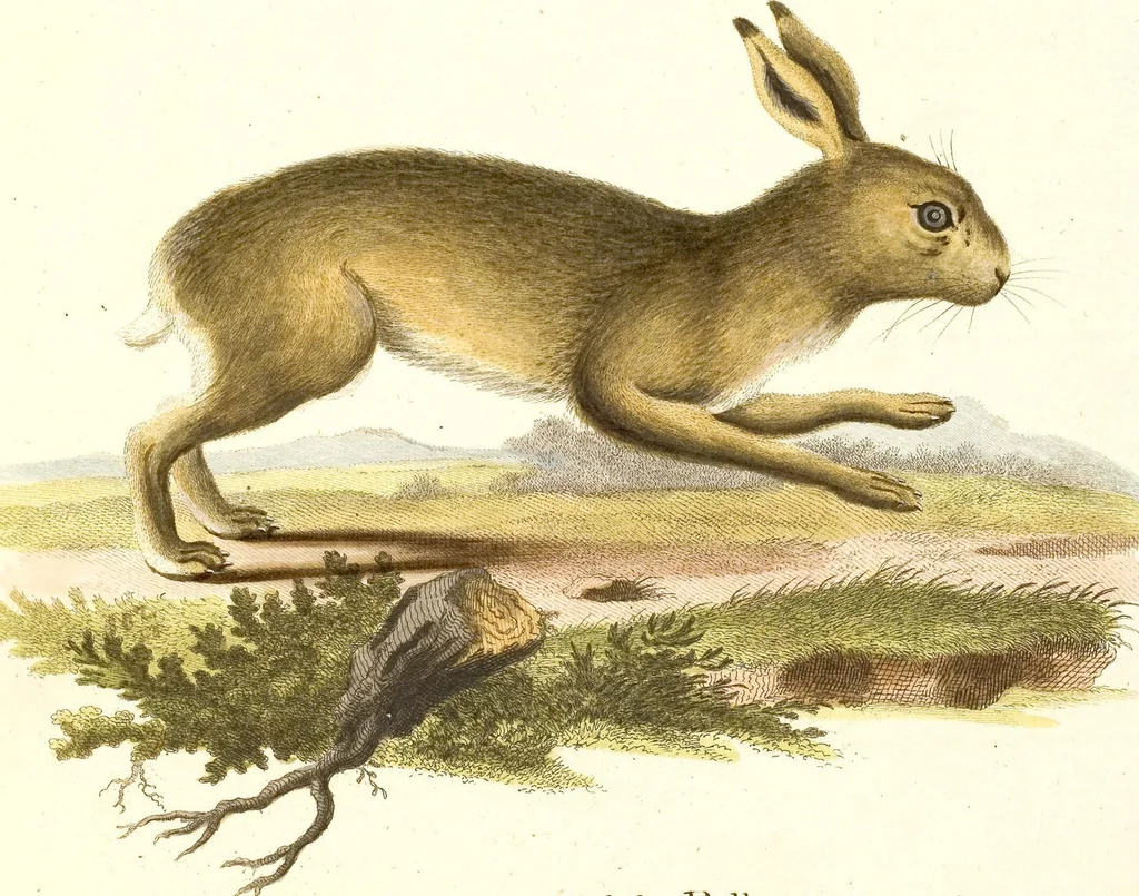 An illustration from (Tafelband 2): Theil 4 - 7 und Supplement 3 u. 4: Taf. CLXVI - CCCLXXXIV, 1792, leaf 130