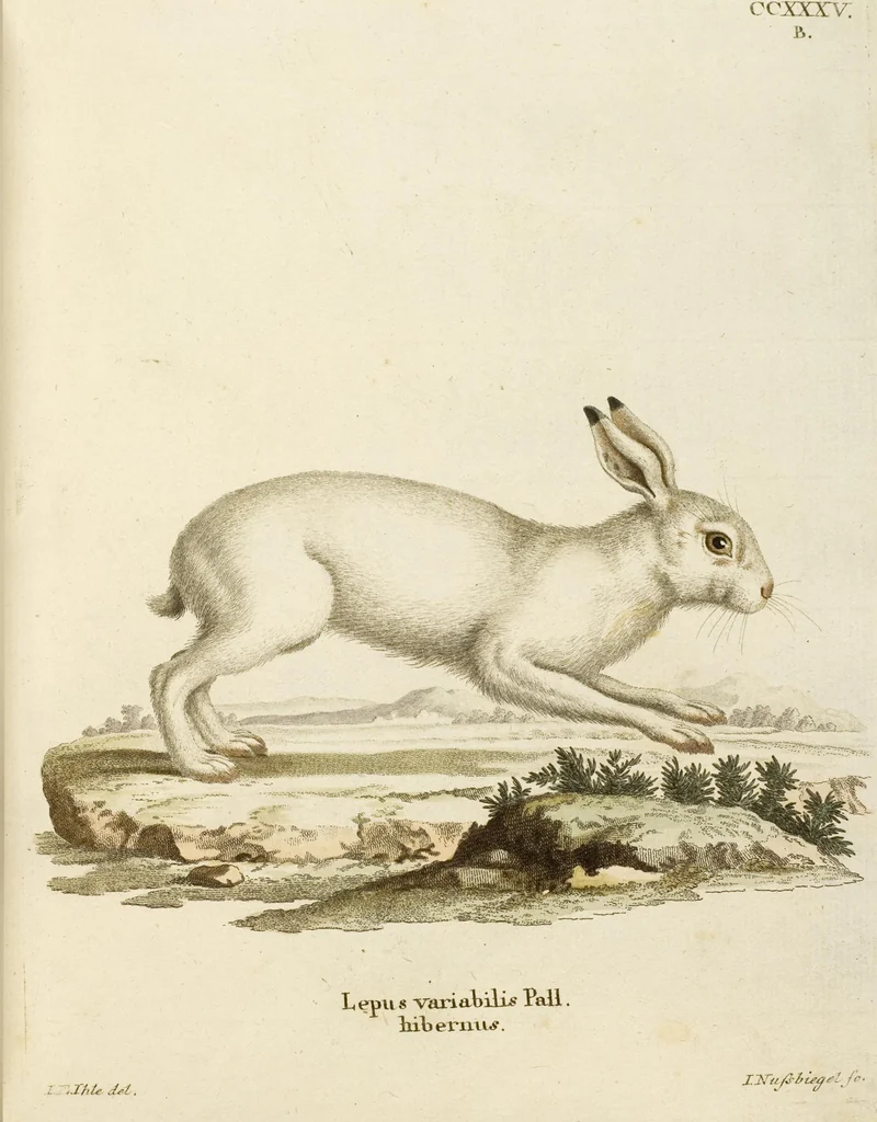 An illustration from (Tafelband 2): Theil 4 - 7 und Supplement 3 u. 4: Taf. CLXVI - CCCLXXXIV, 1792, leaf 131