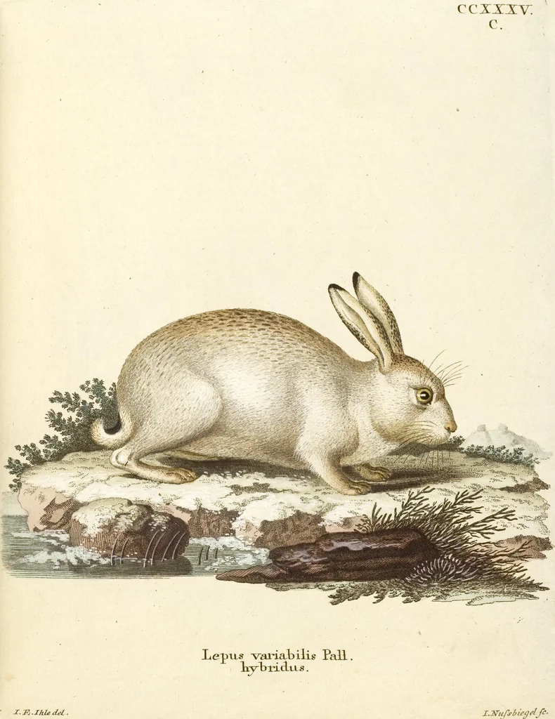 An illustration from (Tafelband 2): Theil 4 - 7 und Supplement 3 u. 4: Taf. CLXVI - CCCLXXXIV, 1792, leaf 132