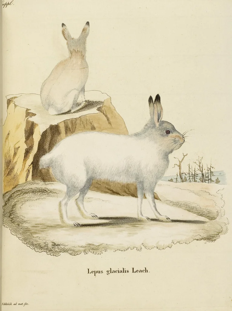 An illustration from (Tafelband 2): Theil 4 - 7 und Supplement 3 u. 4: Taf. CLXVI - CCCLXXXIV, 1792, leaf 133
