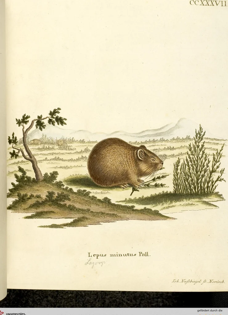 An illustration from (Tafelband 2): Theil 4 - 7 und Supplement 3 u. 4: Taf. CLXVI - CCCLXXXIV, 1792, leaf 137