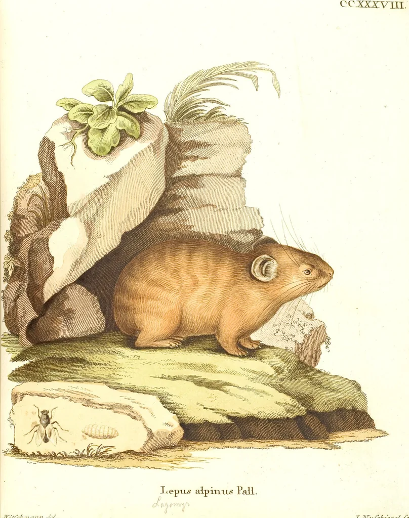An illustration from (Tafelband 2): Theil 4 - 7 und Supplement 3 u. 4: Taf. CLXVI - CCCLXXXIV, 1792, leaf 138