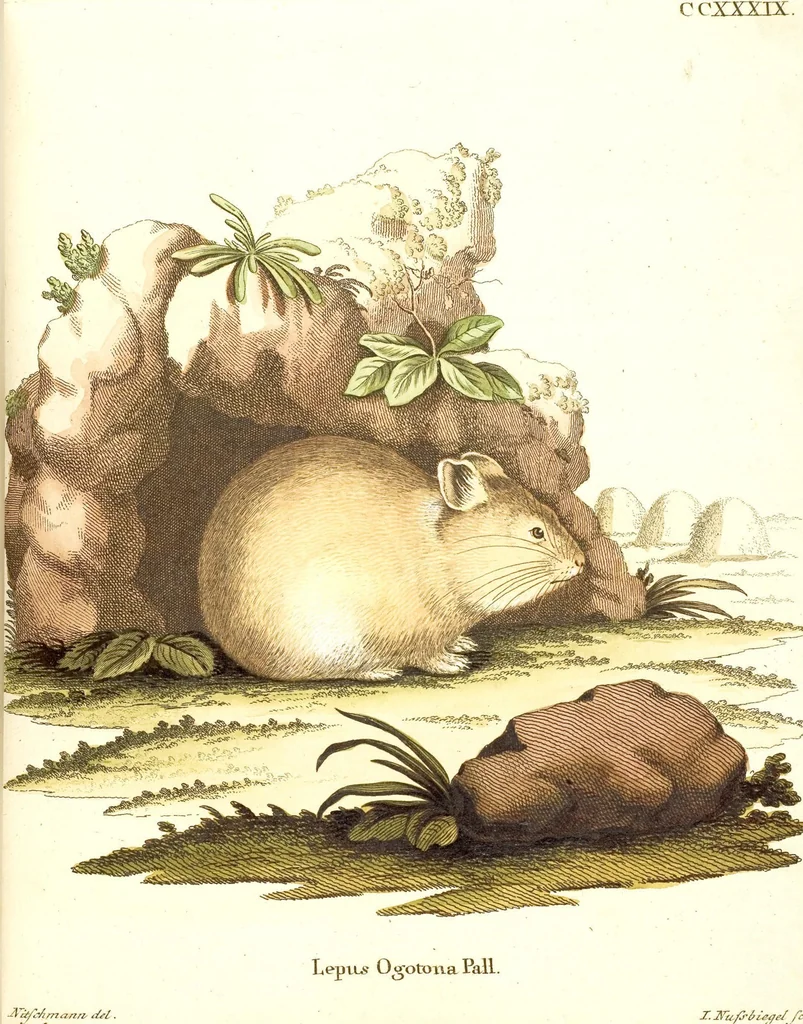 An illustration from (Tafelband 2): Theil 4 - 7 und Supplement 3 u. 4: Taf. CLXVI - CCCLXXXIV, 1792, leaf 139