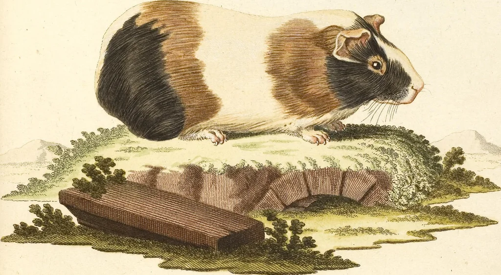 An illustration from (Tafelband 2): Theil 4 - 7 und Supplement 3 u. 4: Taf. CLXVI - CCCLXXXIV, 1792, leaf 14