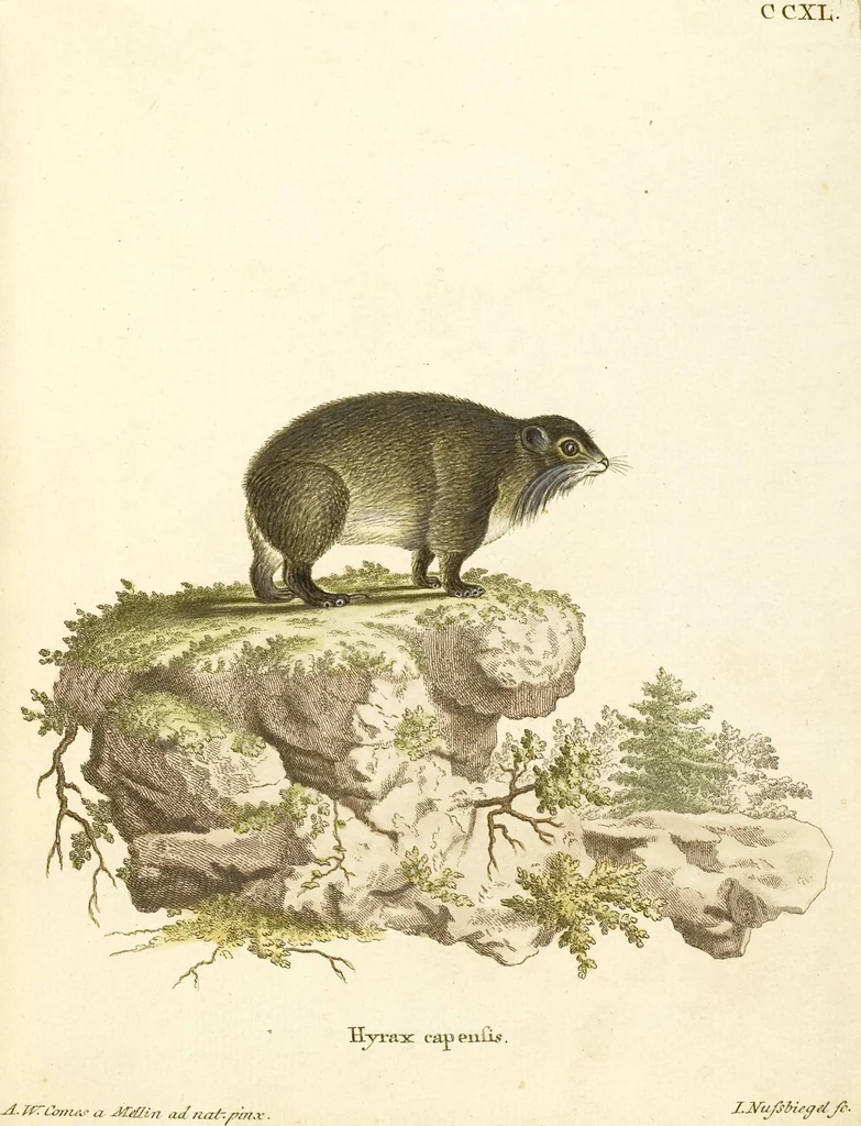 An illustration from (Tafelband 2): Theil 4 - 7 und Supplement 3 u. 4: Taf. CLXVI - CCCLXXXIV, 1792, leaf 145