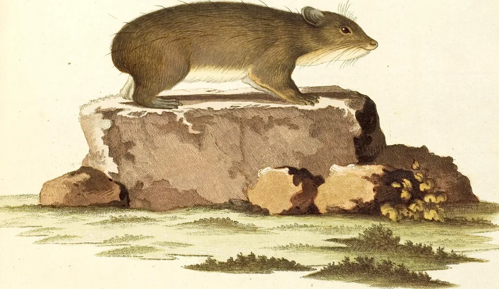 An illustration from (Tafelband 2): Theil 4 - 7 und Supplement 3 u. 4: Taf. CLXVI - CCCLXXXIV, 1792, leaf 146