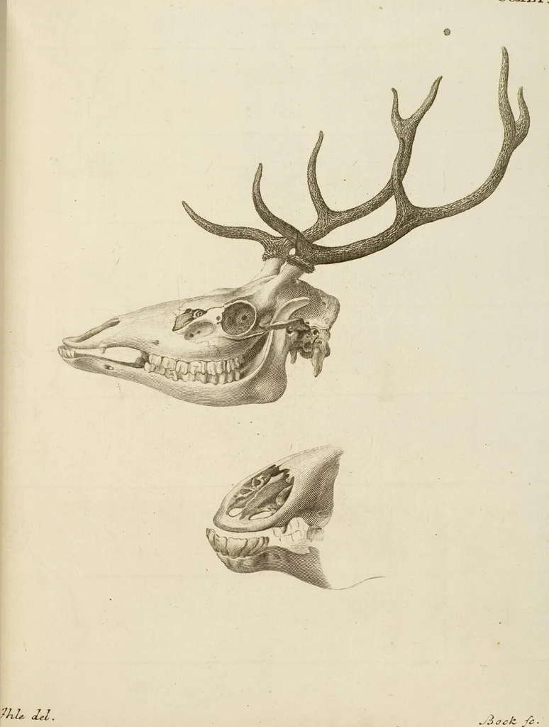 An illustration from (Tafelband 2): Theil 4 - 7 und Supplement 3 u. 4: Taf. CLXVI - CCCLXXXIV, 1792, leaf 148